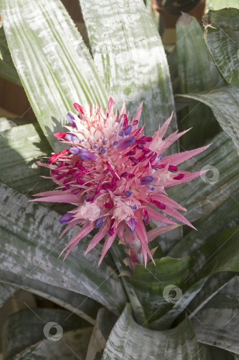 Скачать Цветущая серебряная ваза (лат. Aechmea fasciata). фотосток Ozero
