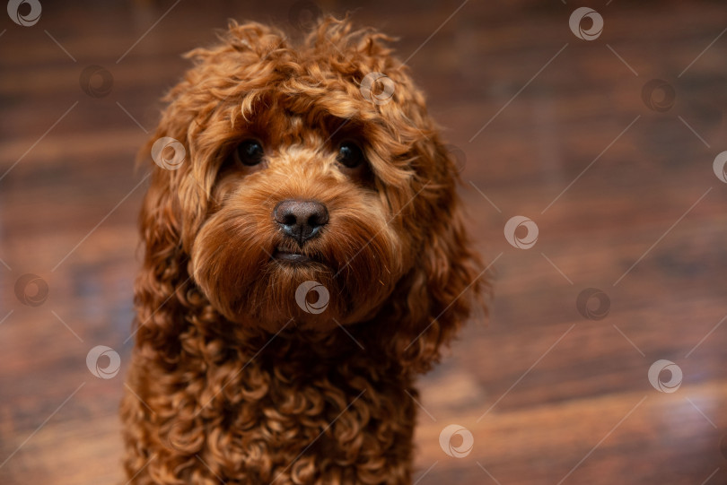 Скачать Любопытная пушистая собака на деревянном полу фотосток Ozero