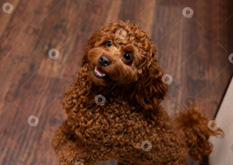 Скачать Милый коричневый пудель на деревянном полу фотосток Ozero