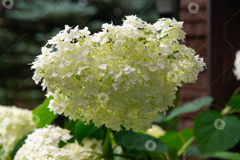 Скачать Пышная белая гортензия в цвету фотосток Ozero