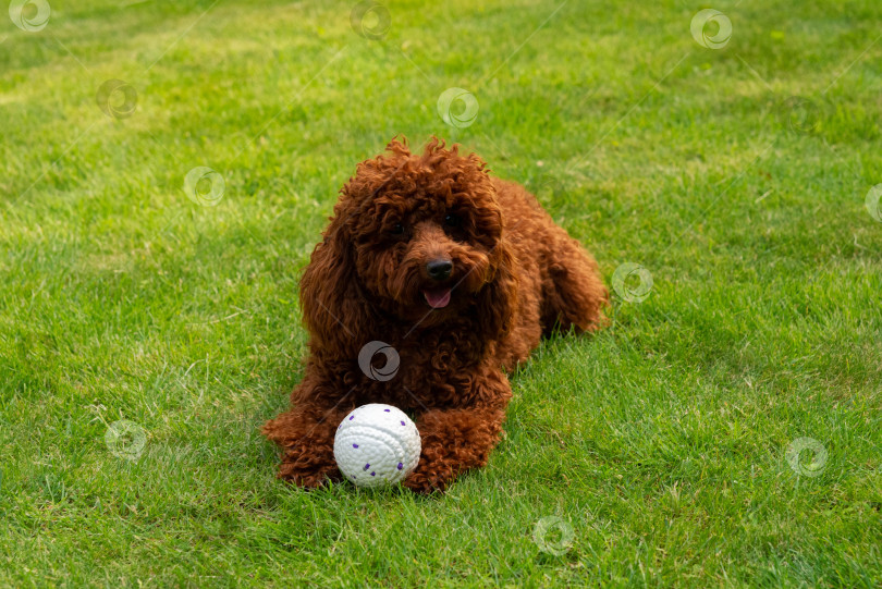 Скачать Игривая собака с мячом на траве фотосток Ozero