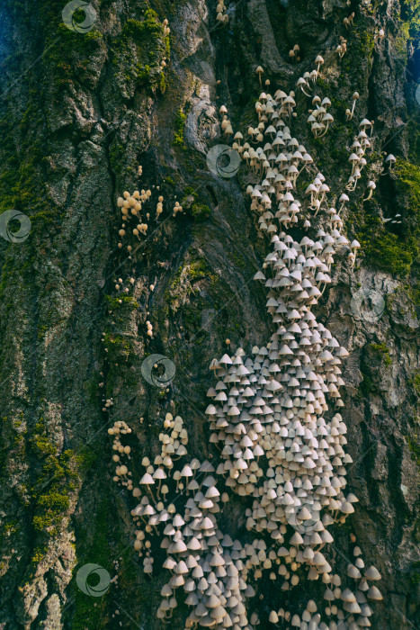 Скачать Гриб-новозеландец мерхахий (Coprinellus micaceus) фотосток Ozero