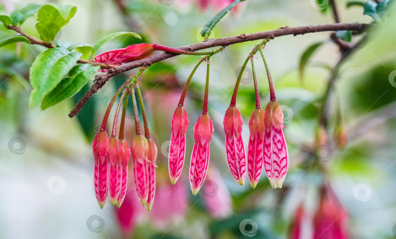 Скачать Агапет змеиный (Агапет змеевидный) фотосток Ozero