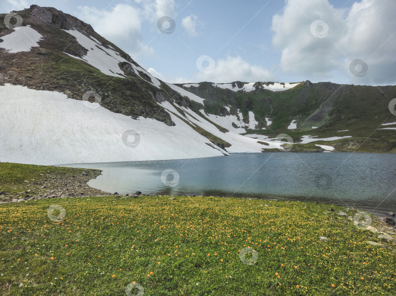 Скачать Цветущие альпийские цветы на берегах озера фотосток Ozero