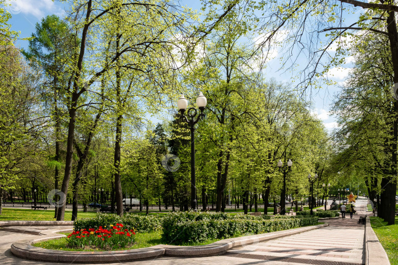 Скачать Солнечный весенний день в пышном зеленом парке с цветущими деревьями фотосток Ozero