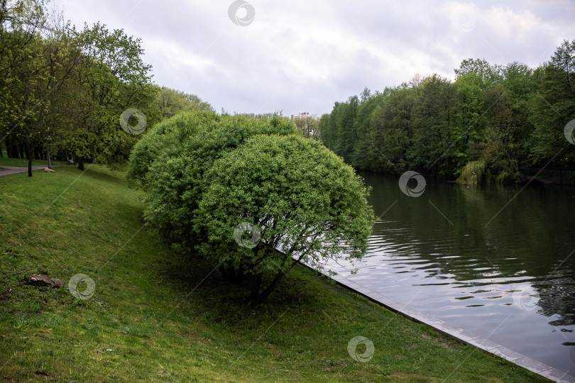 Скачать Безмятежный пейзаж на берегу озера с пышной зеленью и спокойной водой под облачным небом фотосток Ozero