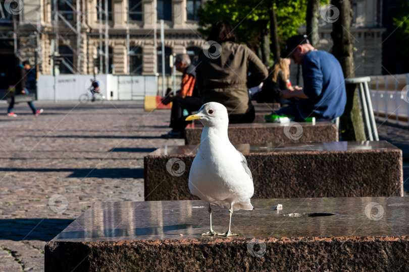 Скачать Чайка, стоящая на каменной скамейке в городском парке фотосток Ozero