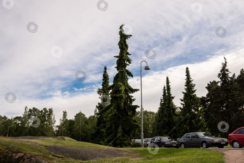 Скачать Высокие вечнозеленые деревья на обочине дороги с припаркованными машинами под облачным голубым небом фотосток Ozero