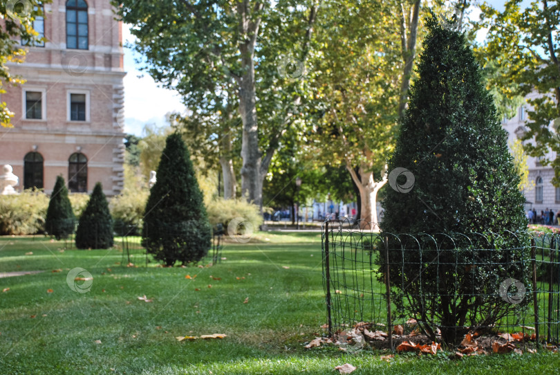 Скачать Ухоженный газон с симметричными подстриженными деревьями в городском парке фотосток Ozero