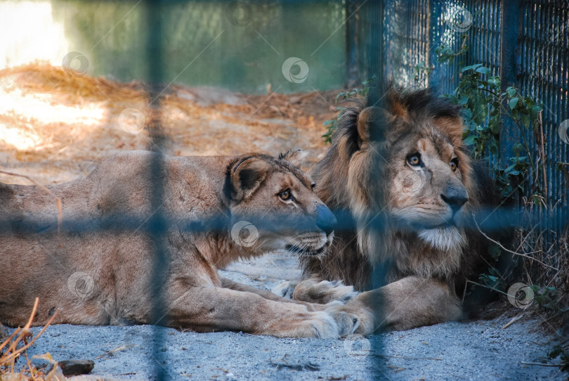 Скачать Два льва отдыхают за забором в вольере зоопарка фотосток Ozero