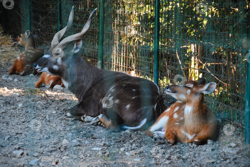 Скачать Отдыхающие антилопы бонго в зоопарке на огороженной территории фотосток Ozero