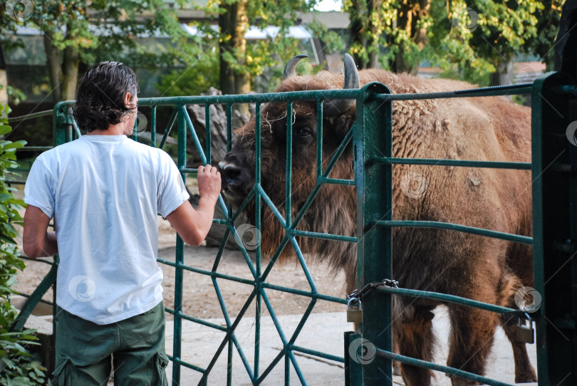 Скачать Молодой кавказский самец наблюдает за бизоном в зоопарке фотосток Ozero