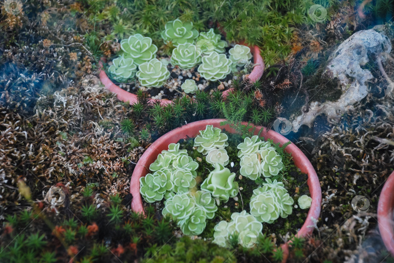 Скачать Яркий сочный сад со мхом и терракотовыми горшками фотосток Ozero