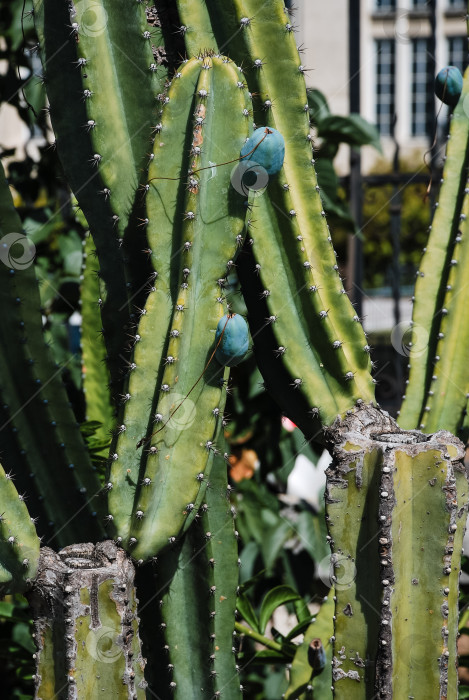 Скачать Высокие зеленые кактусы с синими плодами в городском саду фотосток Ozero