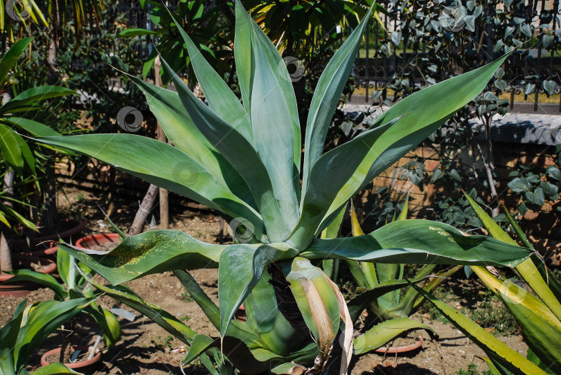 Скачать Большое растение агавы в саду на открытом воздухе с сочными листьями фотосток Ozero