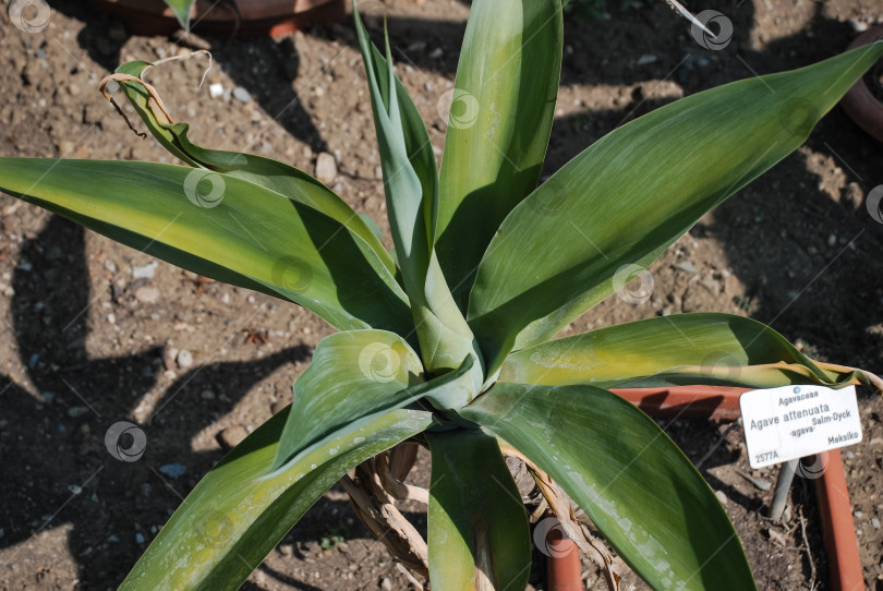 Скачать Ярко-зеленое растение агавы в естественной среде обитания на открытом воздухе фотосток Ozero