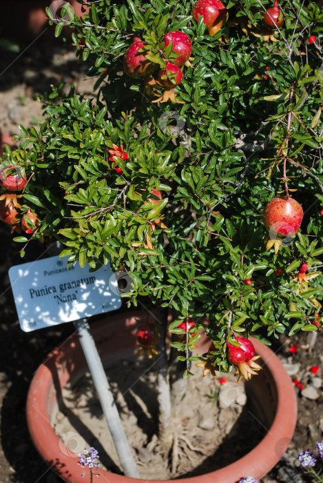 Скачать Гранатовое дерево со спелыми красными плодами в глиняном горшке фотосток Ozero