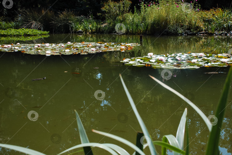 Скачать Тихий пруд с водяными лилиями и пышной зеленью в безмятежном саду фотосток Ozero