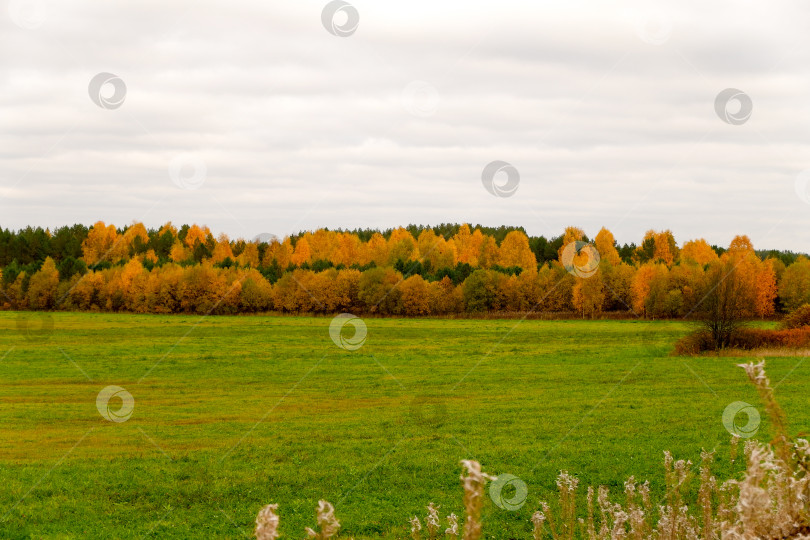 Скачать Осенний лес фотосток Ozero