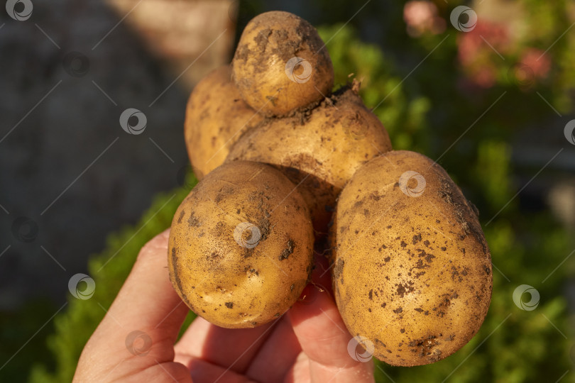 Скачать Большой оплавленный клубень картофеля в руке. фотосток Ozero