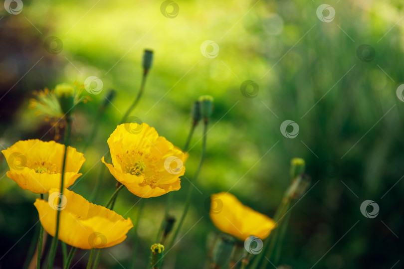 Скачать цветы - желтые маки на зеленом размытом фоне травы фотосток Ozero