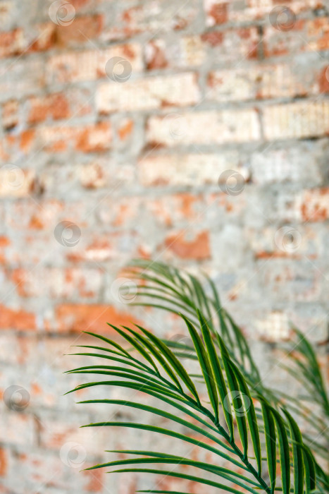 Скачать лист искусственной пальмы фотосток Ozero