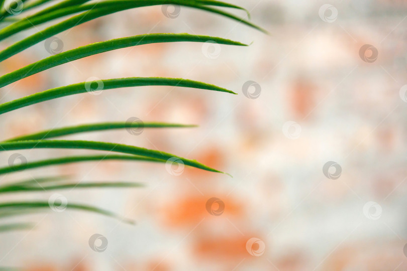 Скачать лист искусственной пальмы фотосток Ozero