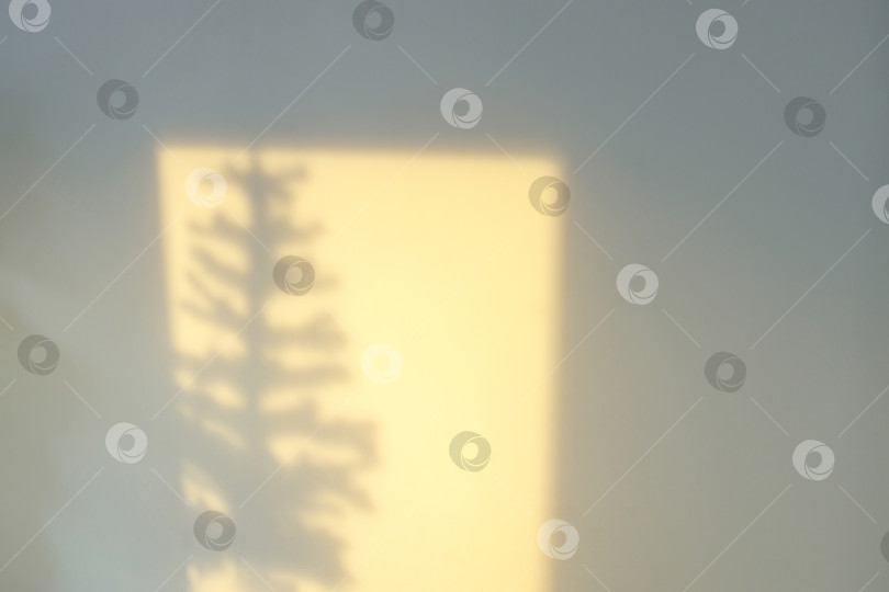 Скачать тень от рождественской елки в окне, на стене фотосток Ozero