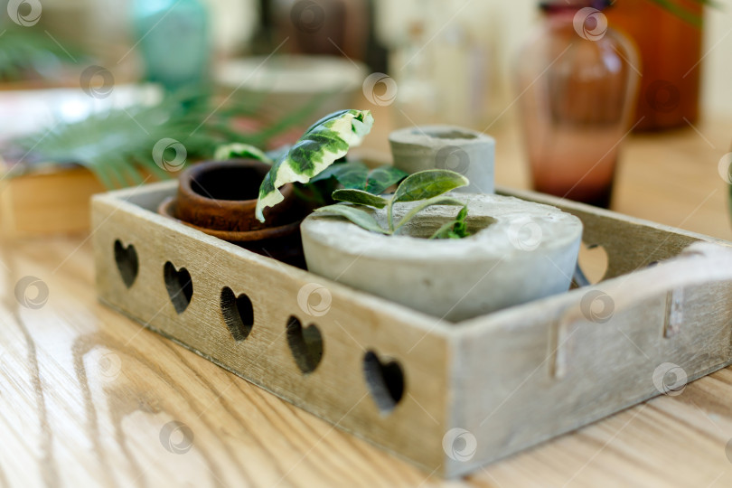 Скачать растение в бетонном лотке стоит на деревянном столе фотосток Ozero