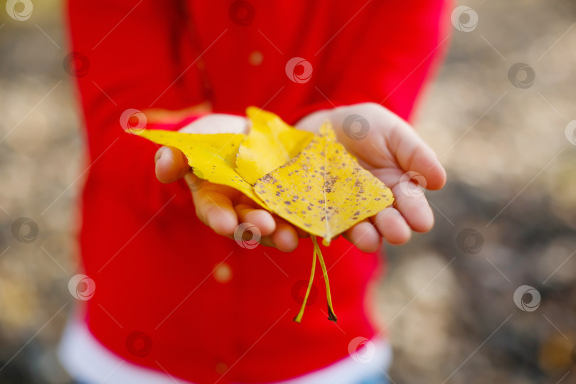 Скачать ребенок держит в руках желтые листья фотосток Ozero