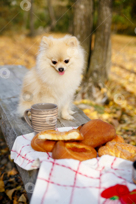 Скачать Померанский шпиц сидит на деревянной скамейке в осеннем парке фотосток Ozero