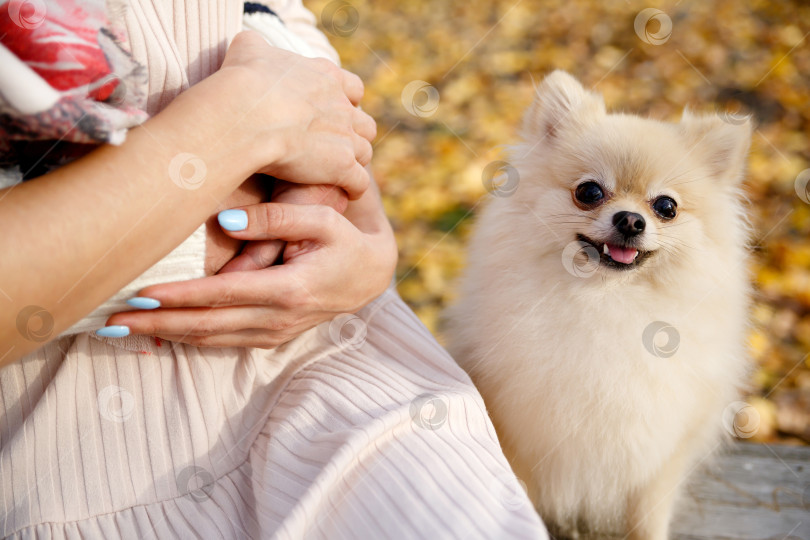 Скачать собака породы померанский шпиц сидит рядом с хозяином фотосток Ozero