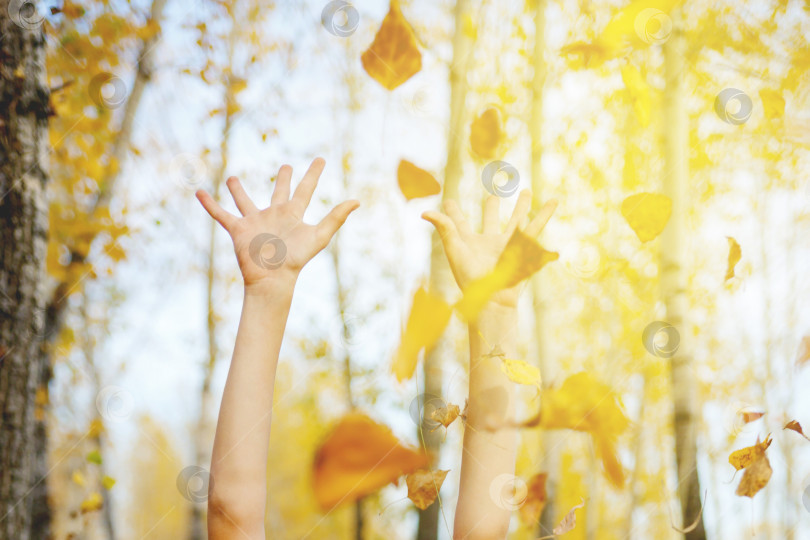 Скачать руки подбрасывают вверх желтые листья на фоне деревьев фотосток Ozero
