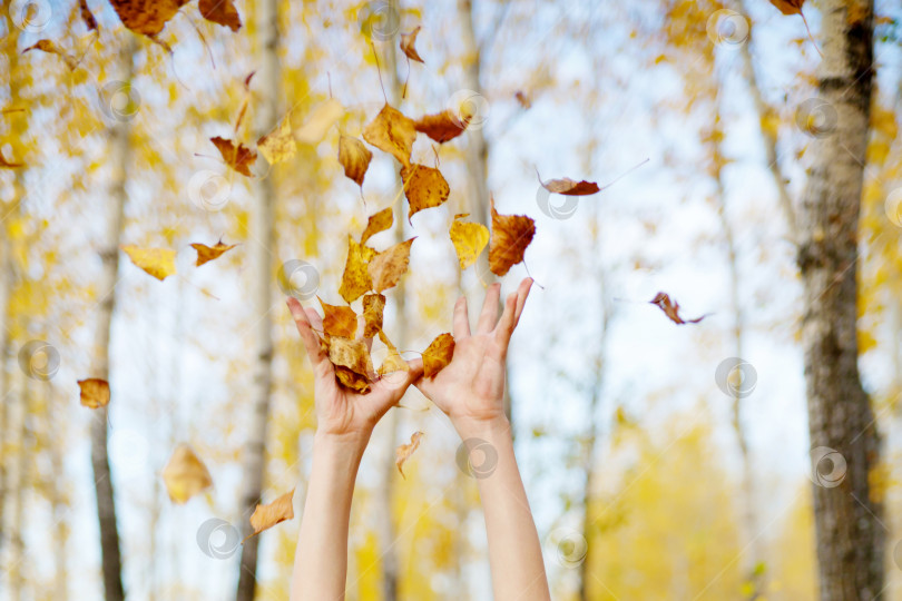Скачать руки подбрасывают вверх желтые листья на фоне деревьев фотосток Ozero
