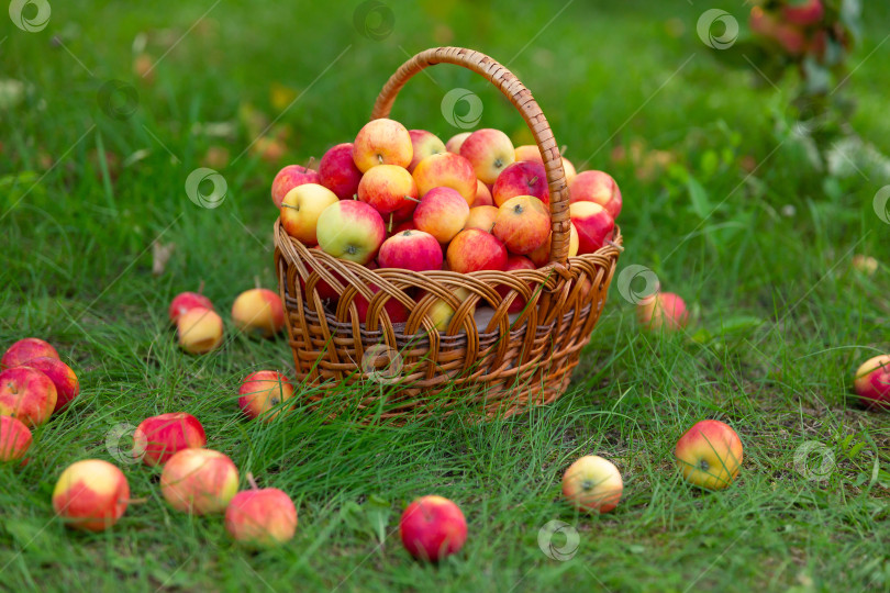 Скачать на траве стоит плетеная корзина с яблоками, а вокруг разбросаны яблоки. Сбор урожая в саду. Вид сбоку фотосток Ozero