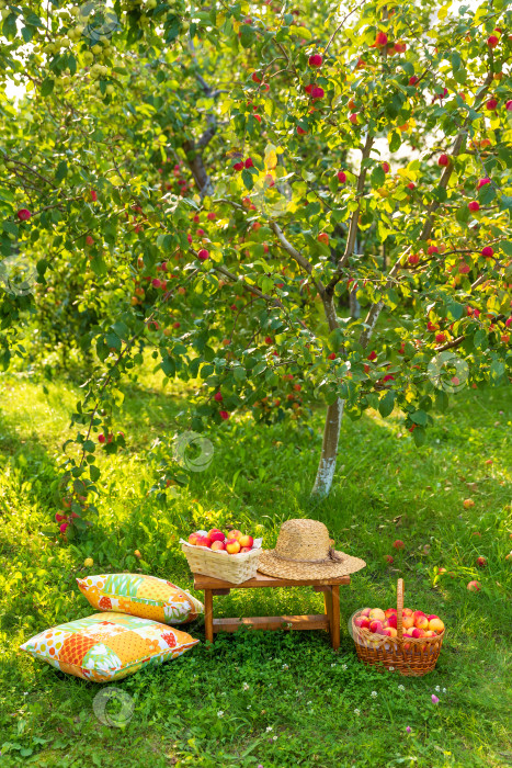 Скачать корзина с яблоками стоит на деревянной скамье на траве. Сбор урожая в яблоневом саду фотосток Ozero
