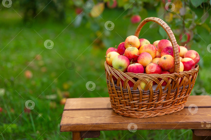 Скачать корзина с яблоками стоит на деревянной скамье на фоне травы. Сбор урожая в яблоневом саду. Вид сбоку фотосток Ozero