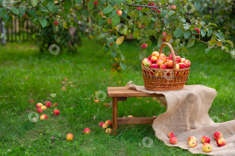 Скачать На траве, на деревянной скамье, стоит корзина с яблоками. Сбор урожая в яблоневом саду фотосток Ozero