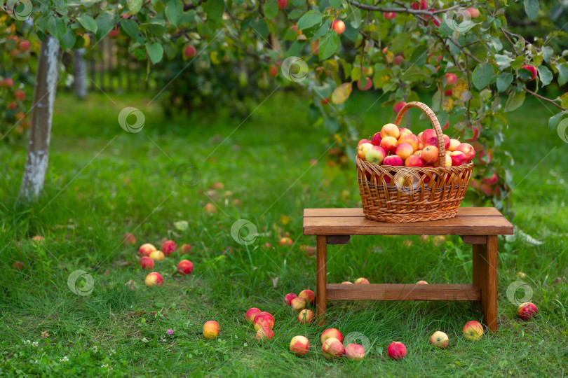 Скачать корзина с яблоками стоит на деревянной скамье на траве. Сбор урожая в яблоневом саду фотосток Ozero