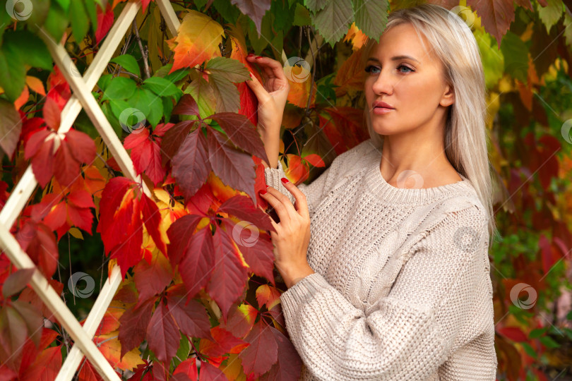 Скачать женщина в свитере стоит возле желтых осенних листьев виноградной лозы фотосток Ozero