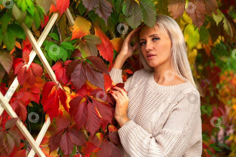 Скачать женщина в свитере стоит возле желтых осенних листьев виноградной лозы фотосток Ozero