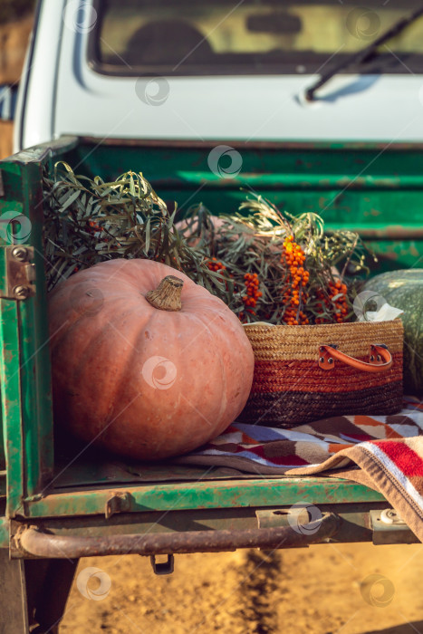 Скачать тыква и облепиха лежат в прицепе автомобиля фотосток Ozero