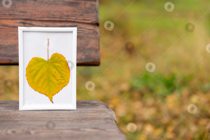 Скачать желтый лист в рамке на деревянной скамейке в парке. Осенний фон. Уютная атмосфера и настроение фотосток Ozero