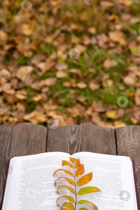 Скачать осенний желтый лист лежит на страницах раскрытой книги, на деревянной скамье фотосток Ozero