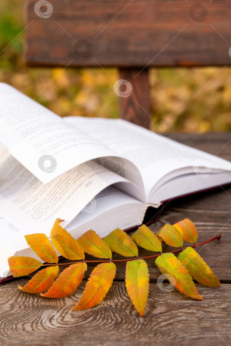 Скачать осенний желтый лист лежит на страницах раскрытой книги, на деревянной скамье фотосток Ozero