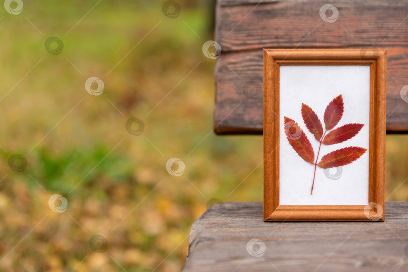 Скачать красный лист в рамке на деревянной скамейке в парке. Осенний фон. Уютная атмосфера и настроение фотосток Ozero