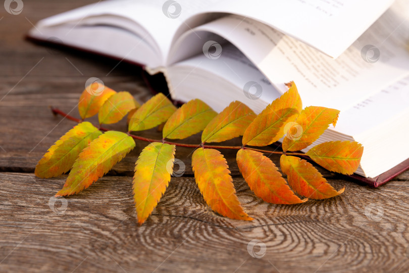 Скачать осенний желтый лист лежит на страницах раскрытой книги, на деревянной скамье фотосток Ozero