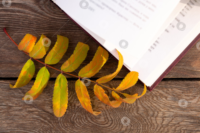 Скачать осенний желтый лист лежит на страницах раскрытой книги, на деревянной скамье фотосток Ozero