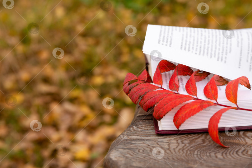 Скачать осенний красный лист лежит на страницах раскрытой книги, на деревянной скамье фотосток Ozero