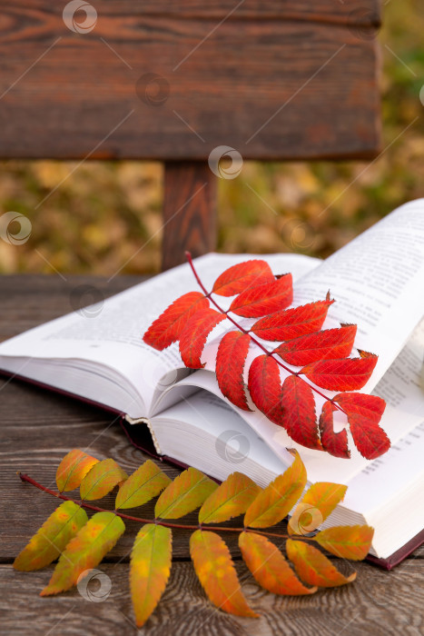 Скачать осенние красные и желтые листья лежат на страницах раскрытой книги, на деревянной скамье фотосток Ozero